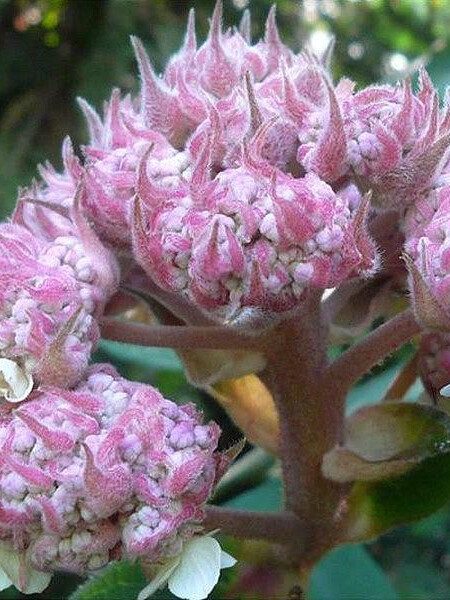 Гортензия шершавая Макрофилла (Macrophylla)