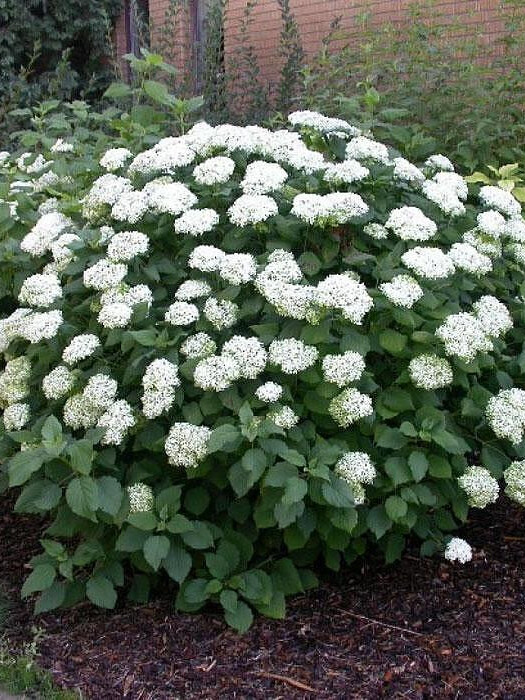 Гортензия древовидная (Hydrangea arborescens) – вид 1