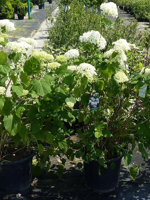 Гортензия древовидная (Hydrangea arborescens) – вид 2