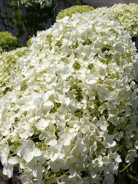 Гортензия древовидная (Hydrangea arborescens) – вид 3