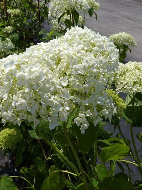 Гортензия древовидная (Hydrangea arborescens) – вид 4