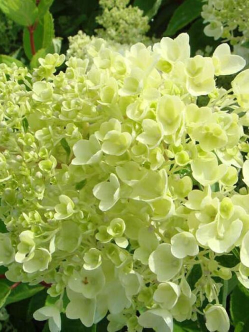 Гортензия древовидная (Hydrangea arborescens) – вид 5