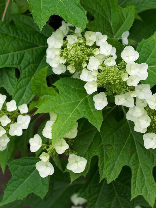 Гортензия дуболистная (Hydrangea quercifolia)