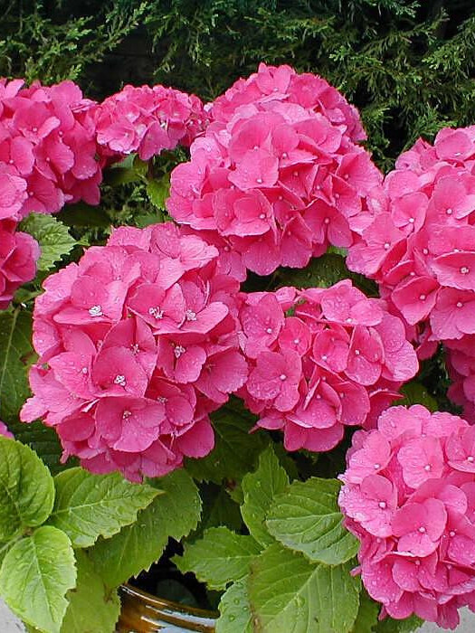 Гортензия крупнолистная (Hydrangea macrophylla) – вид 1