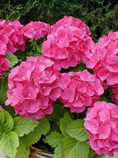 Гортензия крупнолистная (Hydrangea macrophylla)