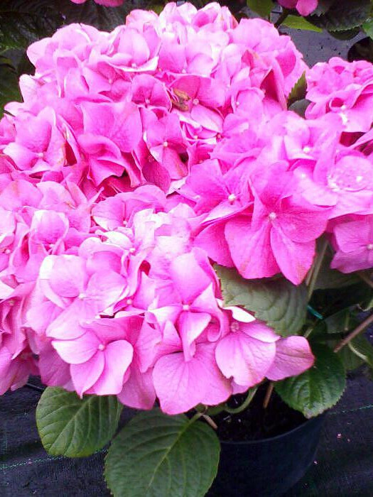 Гортензия крупнолистная (Hydrangea macrophylla) – вид 2