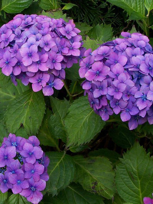 Гортензия крупнолистная (Hydrangea macrophylla) – вид 3