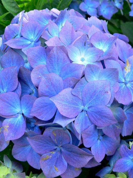 Гортензия крупнолистная (Hydrangea macrophylla) – вид 4