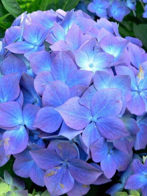 Гортензия крупнолистная (Hydrangea macrophylla) – вид 4