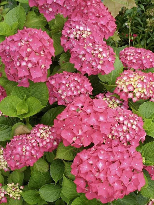 Гортензия крупнолистная (Hydrangea macrophylla) – вид 5