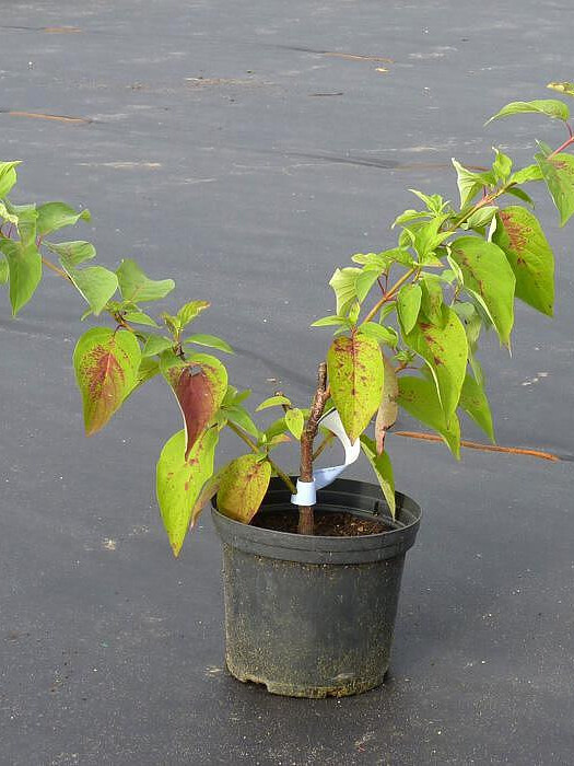 Дёрен белый (свидина) (Cornus alba) – вид 2