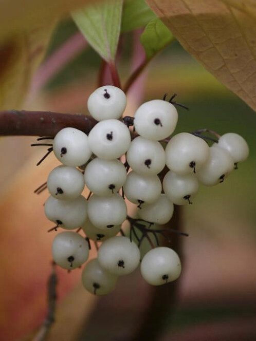 Дёрен белый (свидина) (Cornus alba) – вид 3