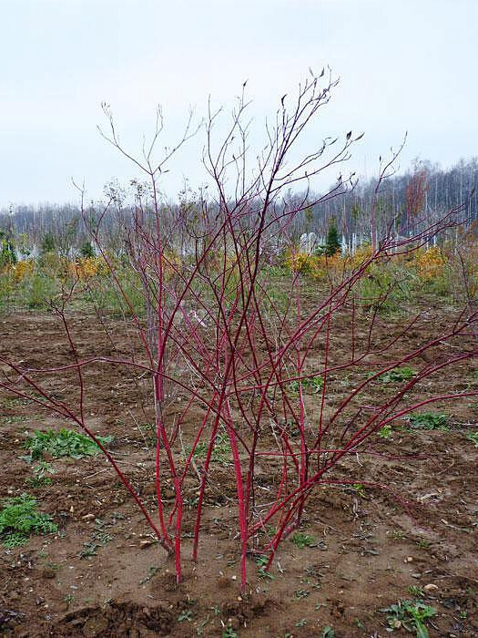 Дёрен белый (свидина) (Cornus alba) – вид 4