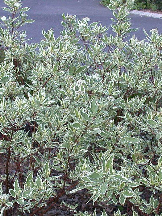 Дёрен белый Сибирика Вариегата (Sibirica Variegata) – вид 1