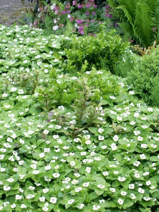 Дёрен канадский (Cornus canadensis) – вид 1