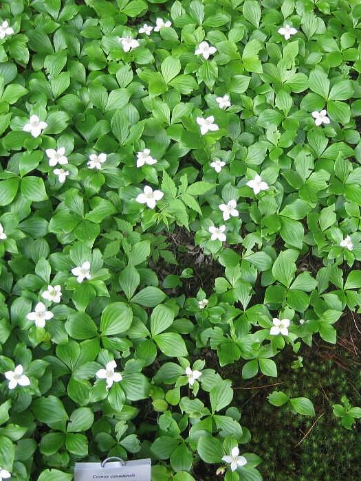 Дёрен канадский (Cornus canadensis) – вид 2