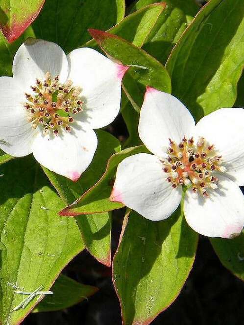 Дёрен канадский (Cornus canadensis) – вид 3