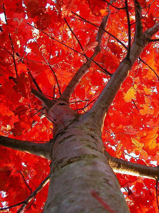 Дуб Красный (Quercus rubra) – вид 1