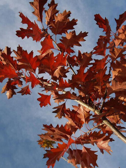 Дуб Красный (Quercus rubra) – вид 2