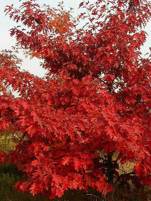 Дуб Красный (Quercus rubra) – вид 3