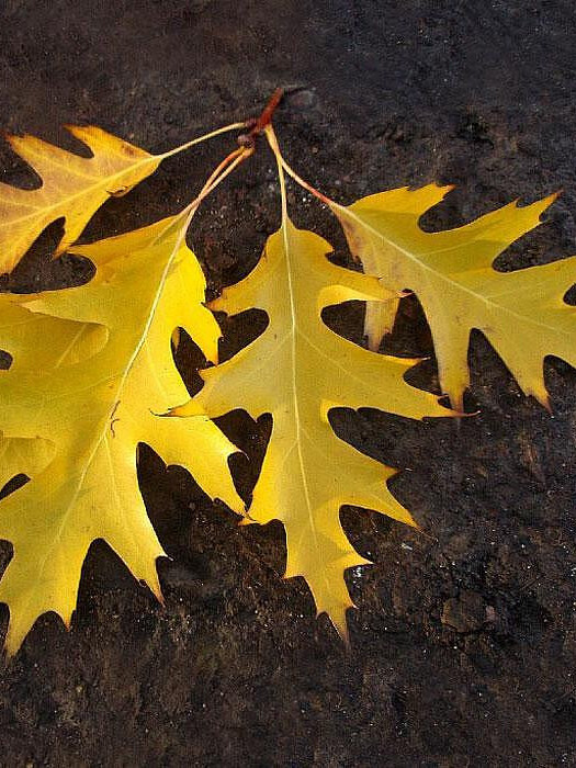 Дуб Красный (Quercus rubra) – вид 4