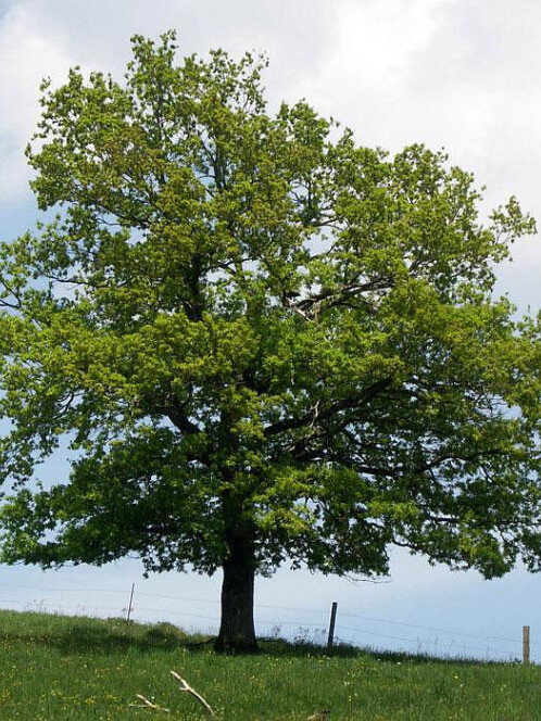 Дуб Черешчатый (Quercus robur) – вид 1