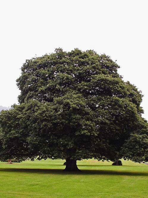 Дуб Черешчатый (Quercus robur) – вид 2