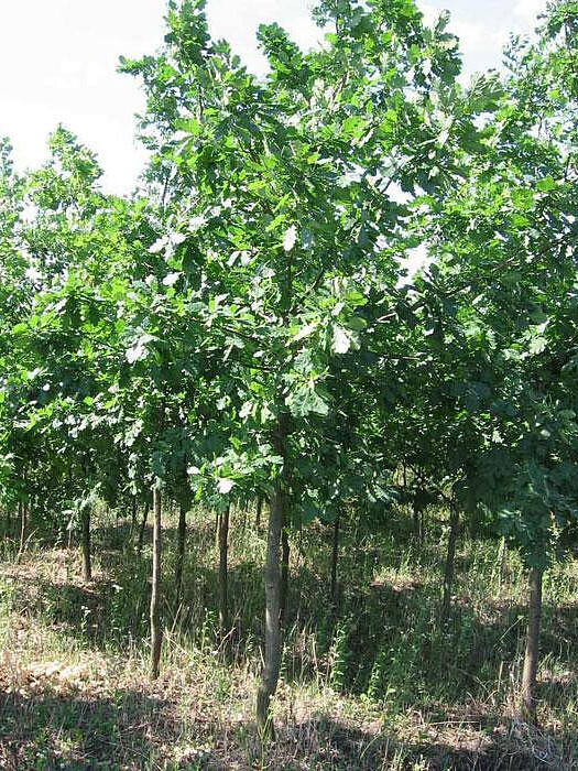 Дуб Черешчатый (Quercus robur) – вид 4