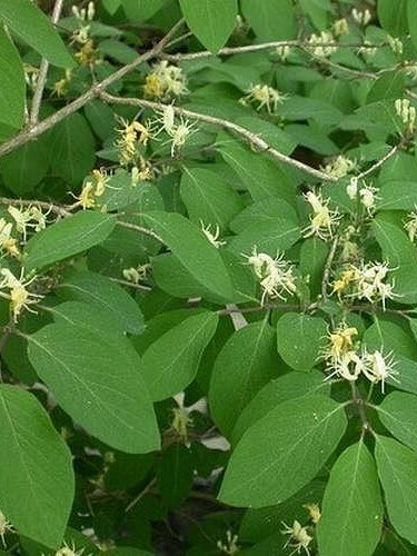 Жимолость обыкновенная (Lonicera xylosteum) – вид 1