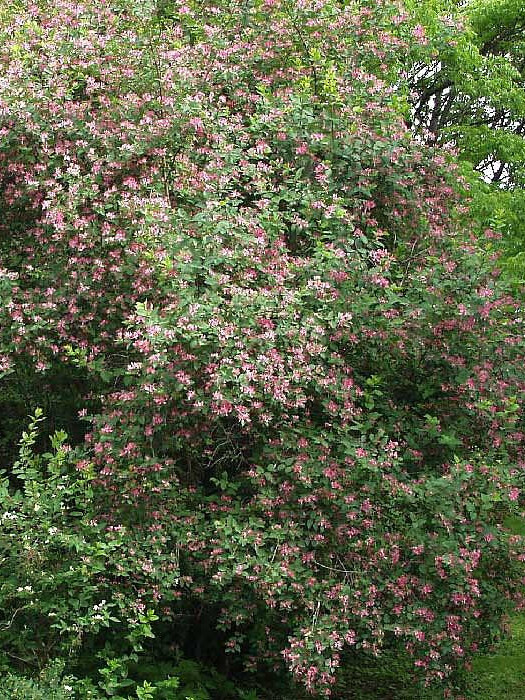 Жимолость Татарская (Lonicera tatarica) – вид 1