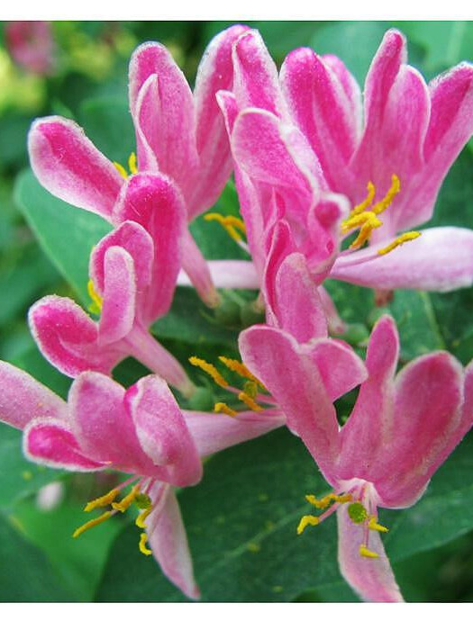 Жимолость Татарская (Lonicera tatarica) – вид 3