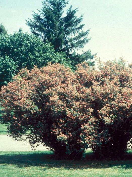 Жимолость Татарская (Lonicera tatarica) – вид 6