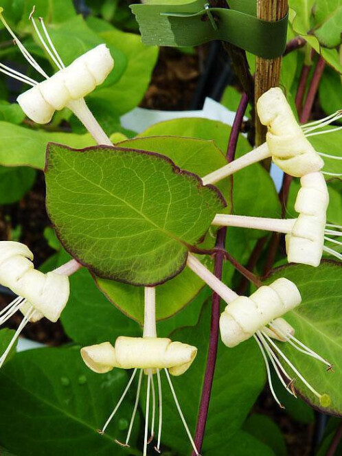 Жимолость тельмана (Lonicera tellmanniana)