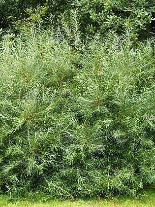 Ива розмаринолистная (Salix rosmarinifolia) – вид 1