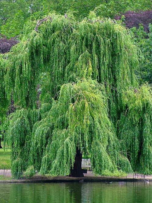 Ива золотистоволосистая (Salix sepulcralis) – вид 1