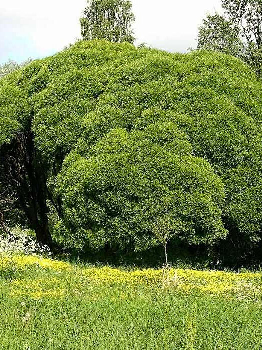 Ива ломкая (Salix fragilis) – вид 1