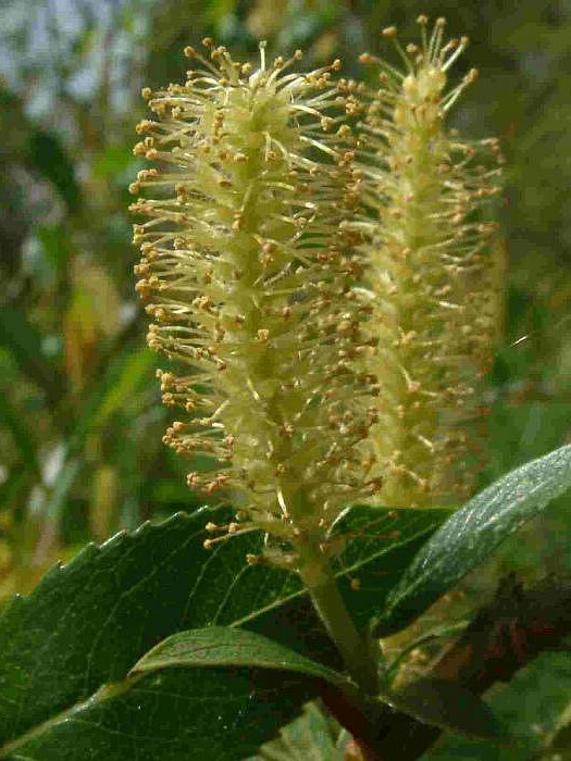 Ива ломкая (Salix fragilis) – вид 2