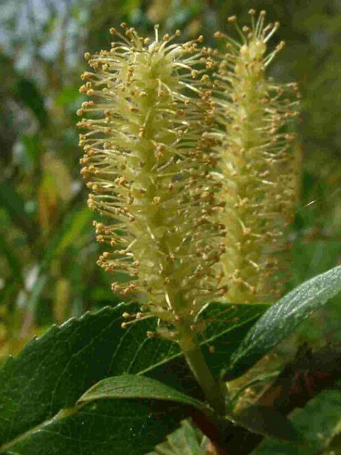 Ива ломкая (Salix fragilis) – вид 2