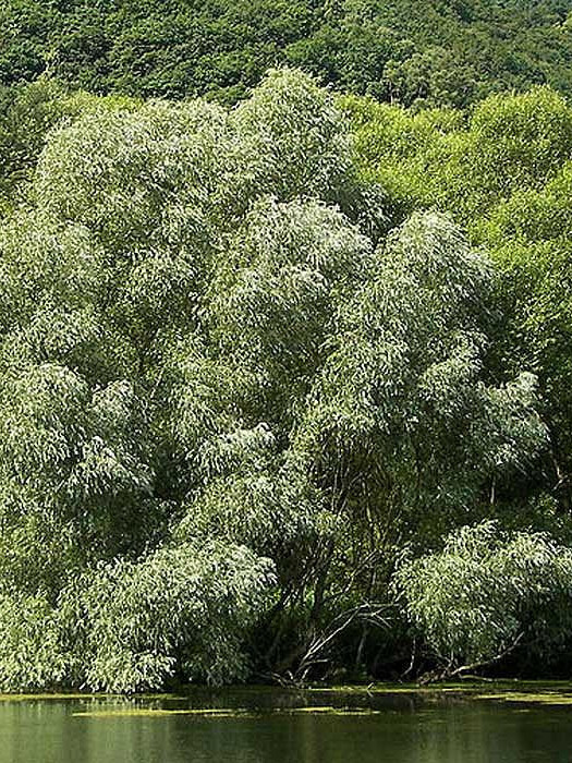 Ива белая (Salix alba) – вид 1