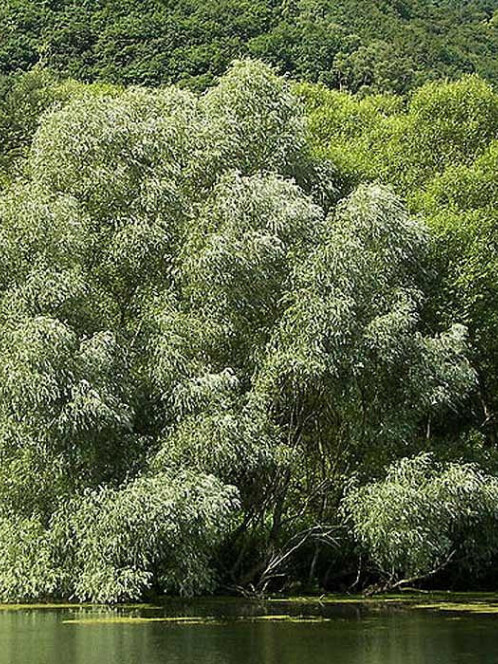 Ива белая (Salix alba)