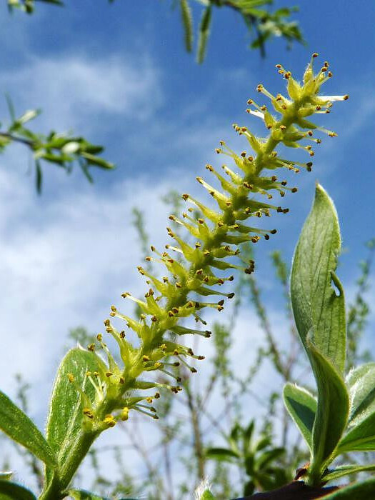 Ива белая (Salix alba) – вид 4