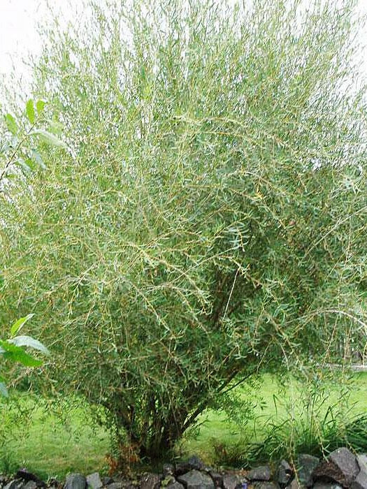 Ива пурпурная (Salix purpurea) – вид 1