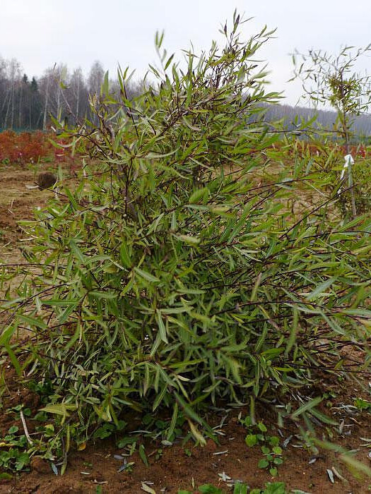 Ива пурпурная (Salix purpurea) – вид 2