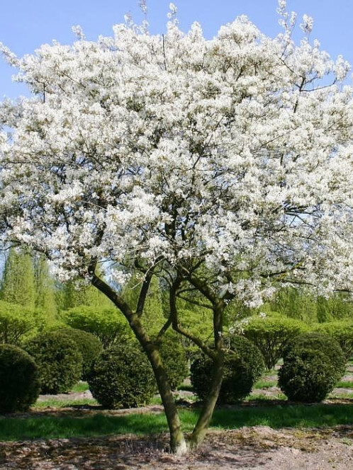 Ирга Ламарка (Amelanchier lamarckii) – вид 1