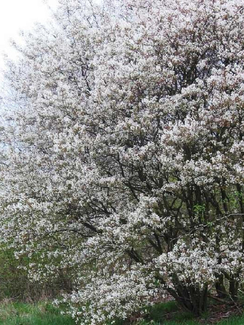 Ирга канадская (Amelanchier canadensis) – вид 1