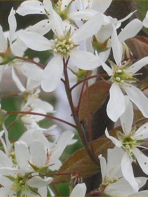 Ирга канадская (Amelanchier canadensis) – вид 2