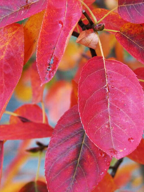 Ирга канадская (Amelanchier canadensis) – вид 3