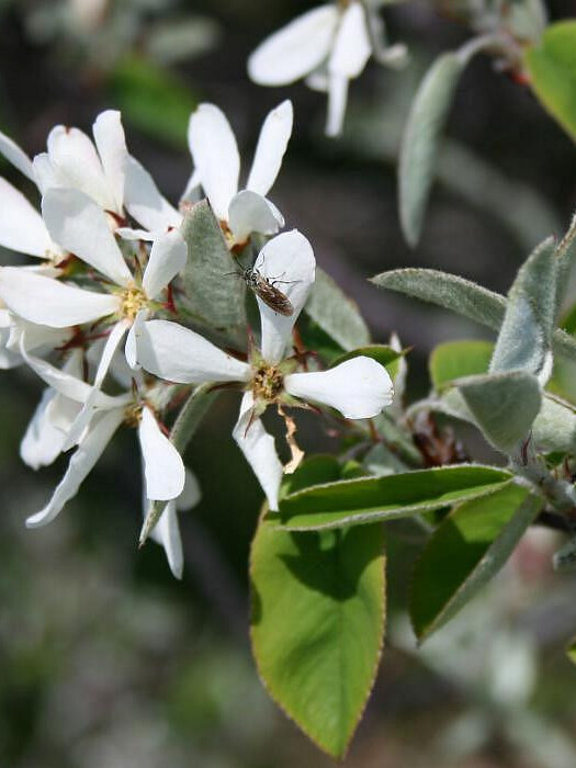 Ирга круглолистная (Amelanchier ovalis) – вид 1