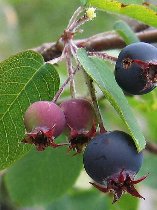 Ирга круглолистная (Amelanchier ovalis) – вид 3