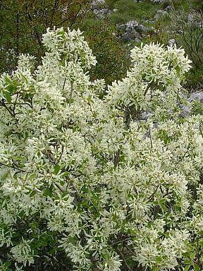 Ирга круглолистная (Amelanchier ovalis) – вид 4